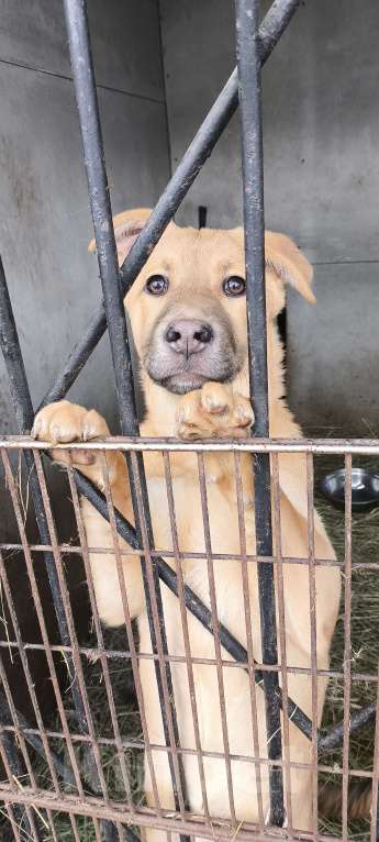 Собаки в Долгопрудном: Энджи Девочка, 100 руб. - фото 2