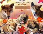 Собаки в Москве: Сиба Ину - Мышка  Девочка, 25 000 руб. - фото 4