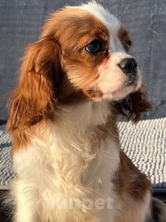 Собаки в Санкт-Петербурге: БЕСТ ИЛРЕАН КАСТОР Мальчик, 100 000 руб. - фото 4