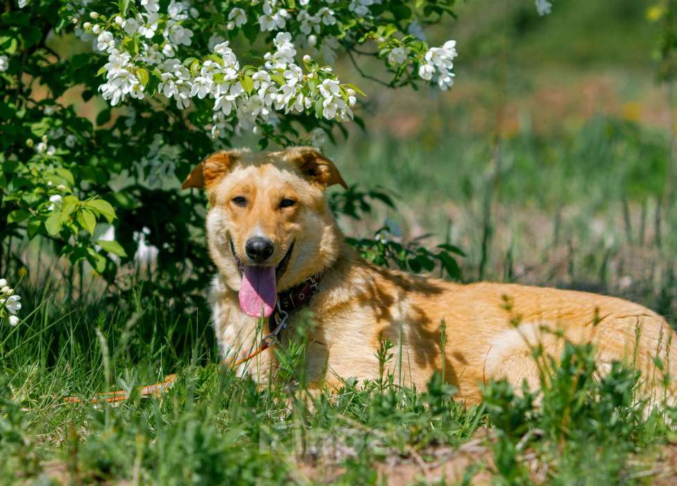 Собаки в других городах Пермского края: Большое и обнимательное солнышко Мальчик, Бесплатно - фото 6