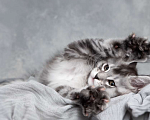 Кошки в Москве: Саманта - серебряная кошка мейн-кун Девочка, 80 000 руб. - фото 4