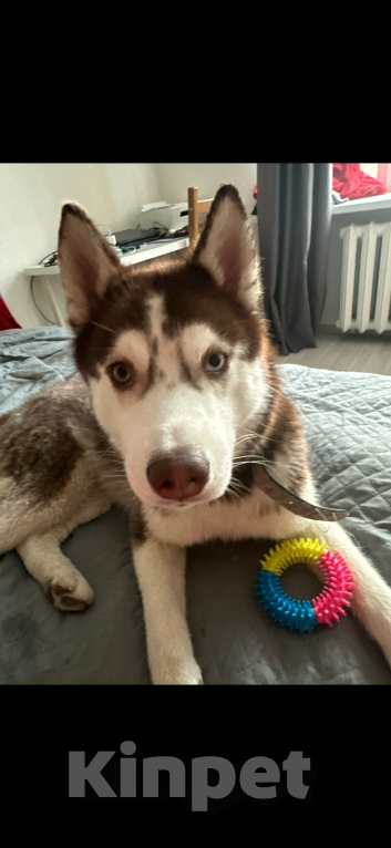 Собаки в Москве: Продаю сибирскую хаски девочка 9 месяцев Девочка, 19 900 руб. - фото 1