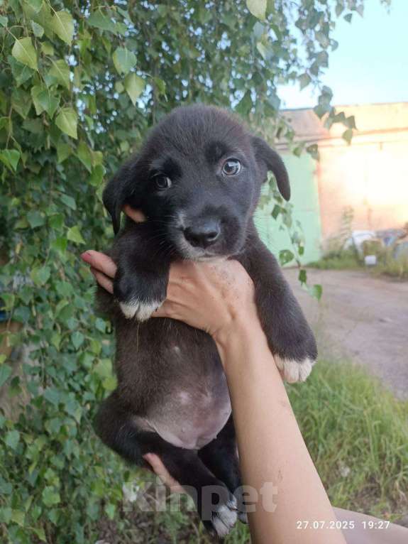 Собаки в Подольске: Щенок в добрые руки  Девочка, Бесплатно - фото 3