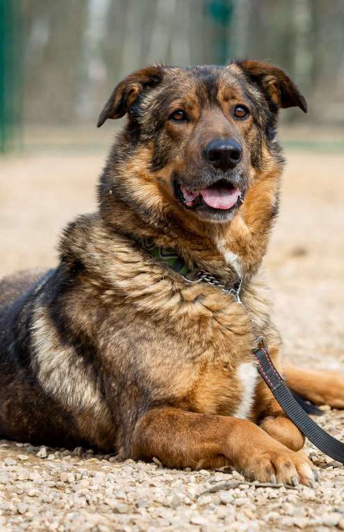 Собаки в Москве: Валик. Особенный пес для особенного человека Мальчик, Бесплатно - фото 4