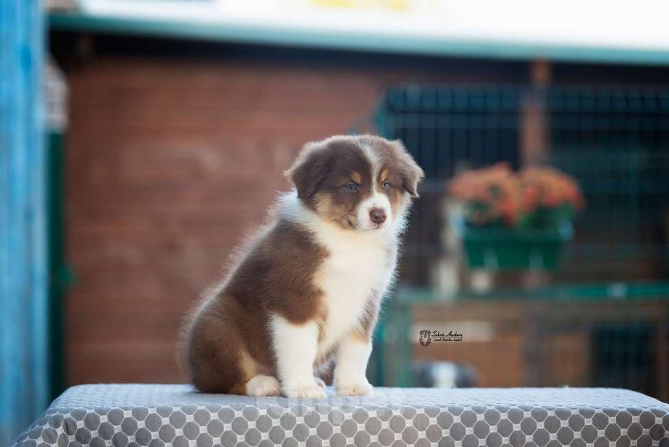 Собаки в Москве: австралийская овчарка аусси Девочка, 100 000 руб. - фото 7