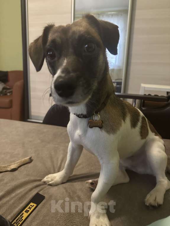 Собаки в Балашихе: Ищу самых добрых и заботливых родителей для мальчика Мальчик, Бесплатно - фото 2