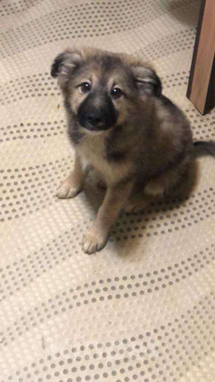 Собаки в Москве: Щенок в добрые руки Девочка, Бесплатно - фото 4