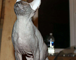 Кошки в Ангарске: Кот на вязку, 3 000 руб. - фото 2