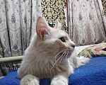Кошки в Первомайске: Мейн Кун на вязку, 5 руб. - фото 3