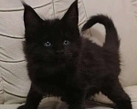 Кошки в Хасавюрте: Чёрный мейн-кун, 10 000 руб. - фото 3