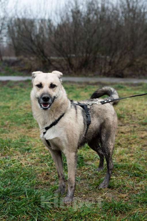 Собаки в Москве: Честер Мальчик, Бесплатно - фото 7
