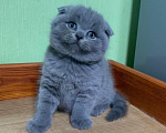Кошки в Москве: Шотландские котята (вислоушки и прямоушки) Мальчик, 10 000 руб. - фото 1