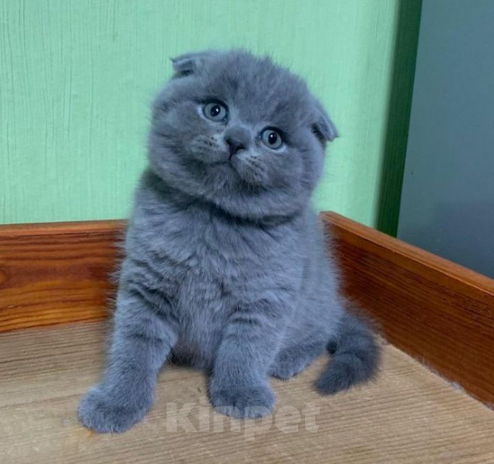 Кошки в Москве: Шотландские котята (вислоушки и прямоушки) Мальчик, 10 000 руб. - фото 1