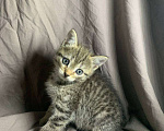 Кошки в Ульяновске: Котенок в добрые руки  Девочка, Бесплатно - фото 1