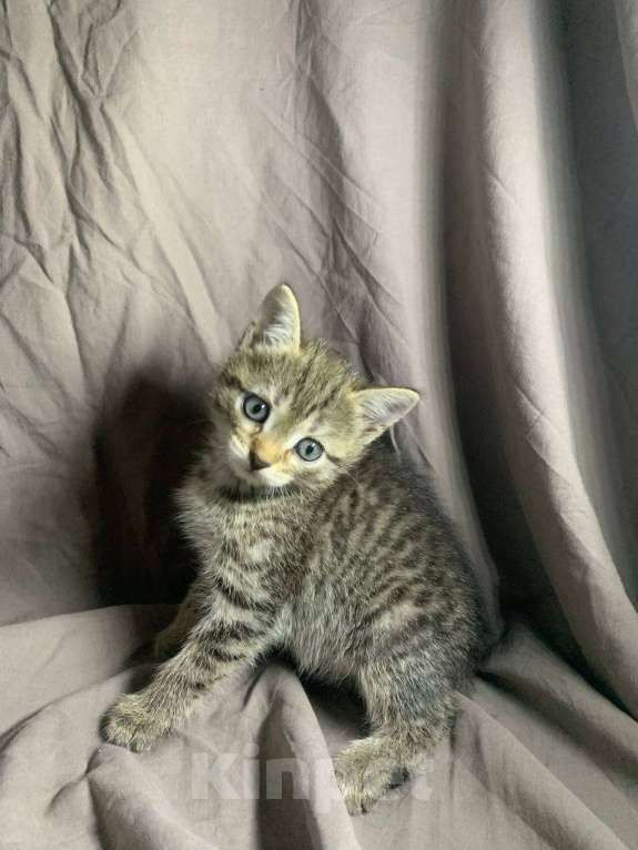 Кошки в Ульяновске: Котенок в добрые руки  Девочка, Бесплатно - фото 1