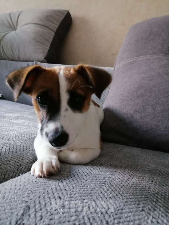 Собаки в Оби: Щенка в добрые руки Мальчик, Бесплатно - фото 1