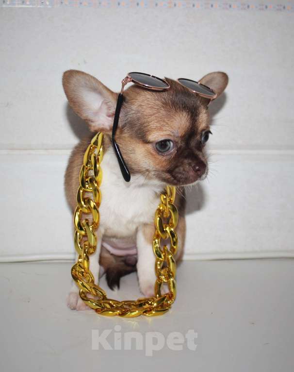 Собаки в других городах Ленинградской области: Продается щенок чихуахуа Девочка, 40 000 руб. - фото 3