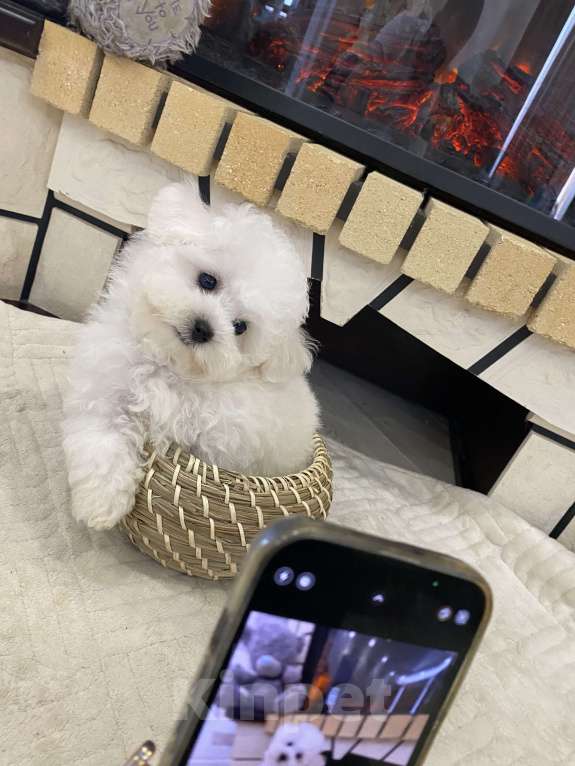 Собаки в Москве: Мини щенок бишон девочка Девочка, 150 000 руб. - фото 4