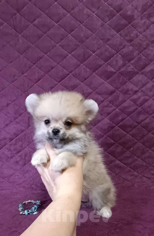 Собаки в Москве: Курносая мини малышка Девочка, 30 000 руб. - фото 1