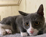 Кошки в Долгопрудном: Котенок в добрые руки Мальчик, Бесплатно - фото 2