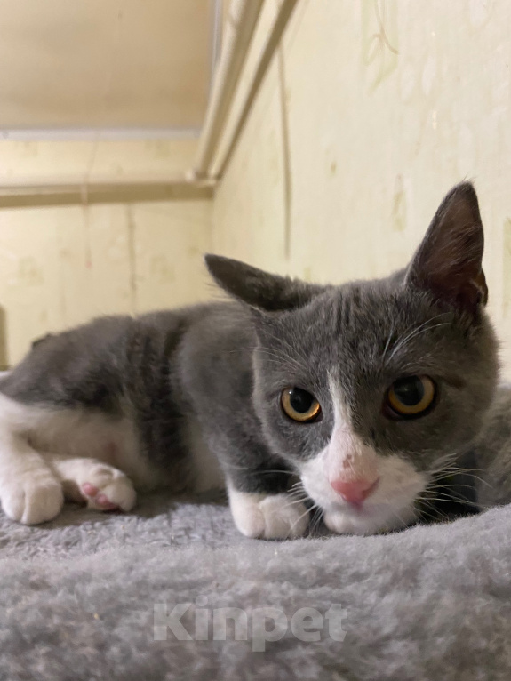 Кошки в Долгопрудном: Котенок в добрые руки Мальчик, Бесплатно - фото 2