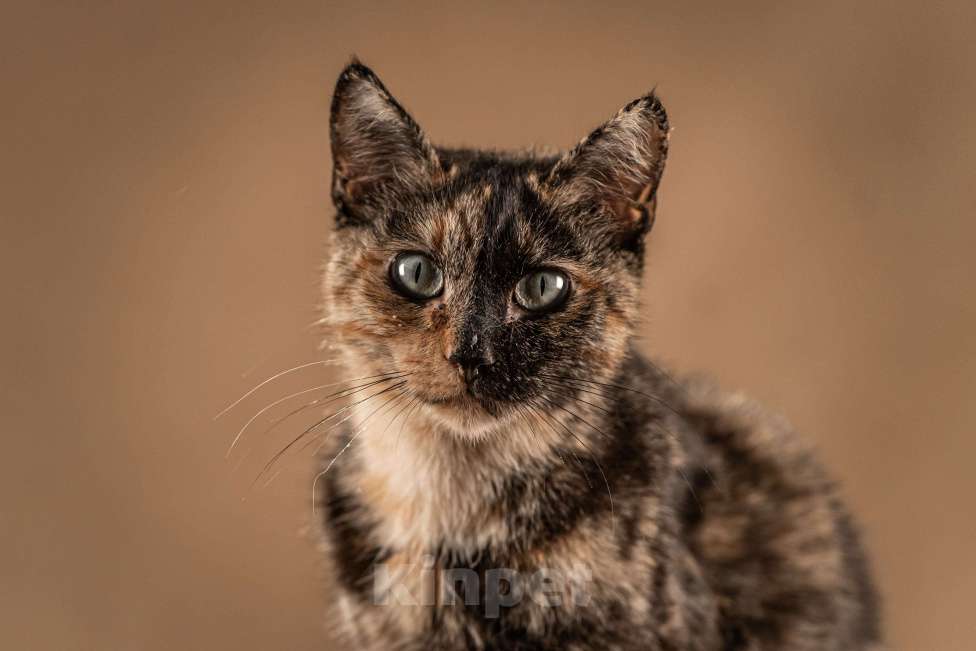 Кошки в Клине: Венеция — кошка в маске, полная контрастов Девочка, Бесплатно - фото 1