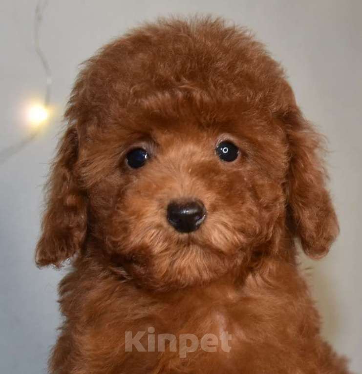 Собаки в Москве: Той-пудель , денвочка, Валькирия, РКФ, Рэд браун Девочка, 150 000 руб. - фото 4