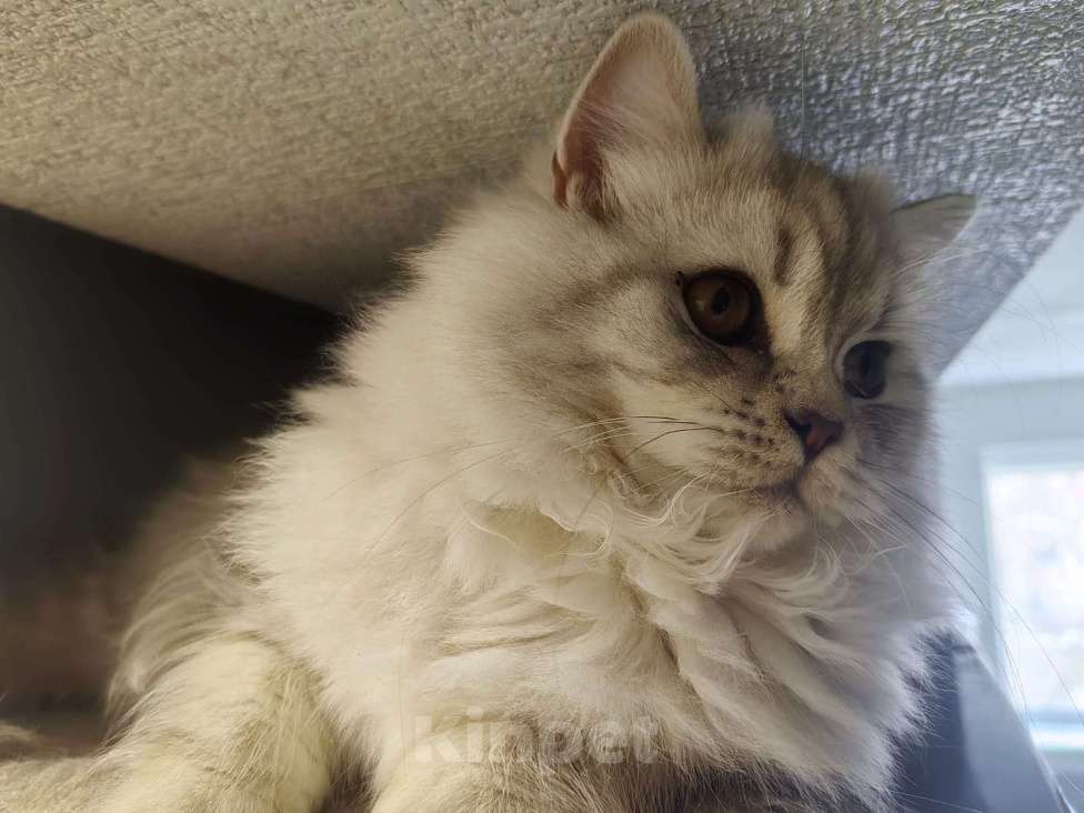 Кошки в Северодвинске: Британская кошка Девочка, 40 000 руб. - фото 4