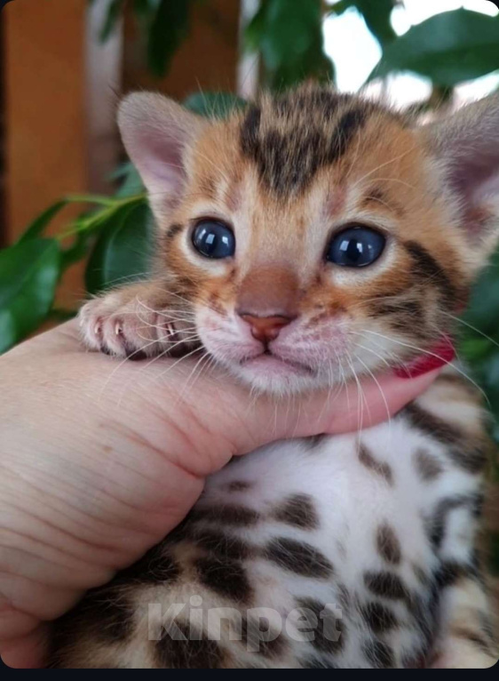 Кошки в Краснодаре: Бенгальские котята Мальчик, 75 000 руб. - фото 1