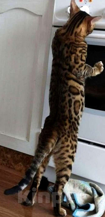 Кошки в Самаре: Бенгальские котята 2 мальчика и 2 девочки Девочка, 8 000 руб. - фото 2