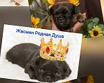 Собаки в Мурманске: Пти Брабансон Девочка, 60 000 руб. - фото 6