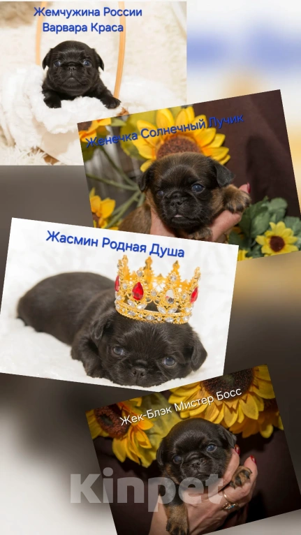 Собаки в Мурманске: Пти Брабансон Девочка, 60 000 руб. - фото 6