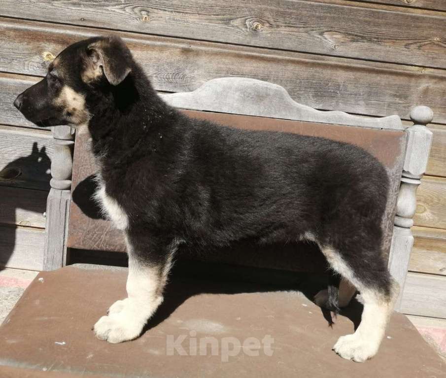 Собаки в Москве: Продам ВЕО35000 Девочка, 35 000 руб. - фото 1