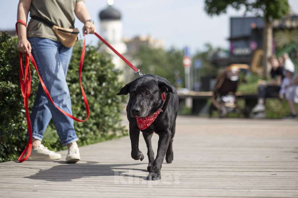 Собаки в Москве: Компаньон  Мальчик, Бесплатно - фото 5