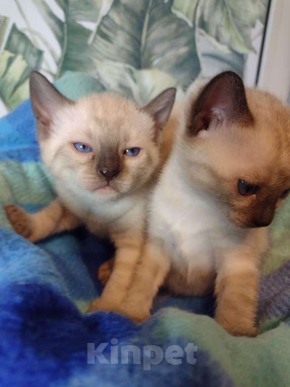 Кошки в Санкт-Петербурге: Линкс бенгал девочка  Девочка, Бесплатно - фото 2