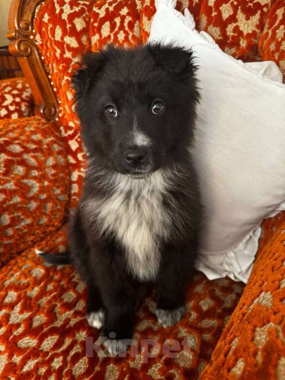 Собаки в Москве: В добрые руки мальчик! щенок ищет дом! Мальчик, Бесплатно - фото 3