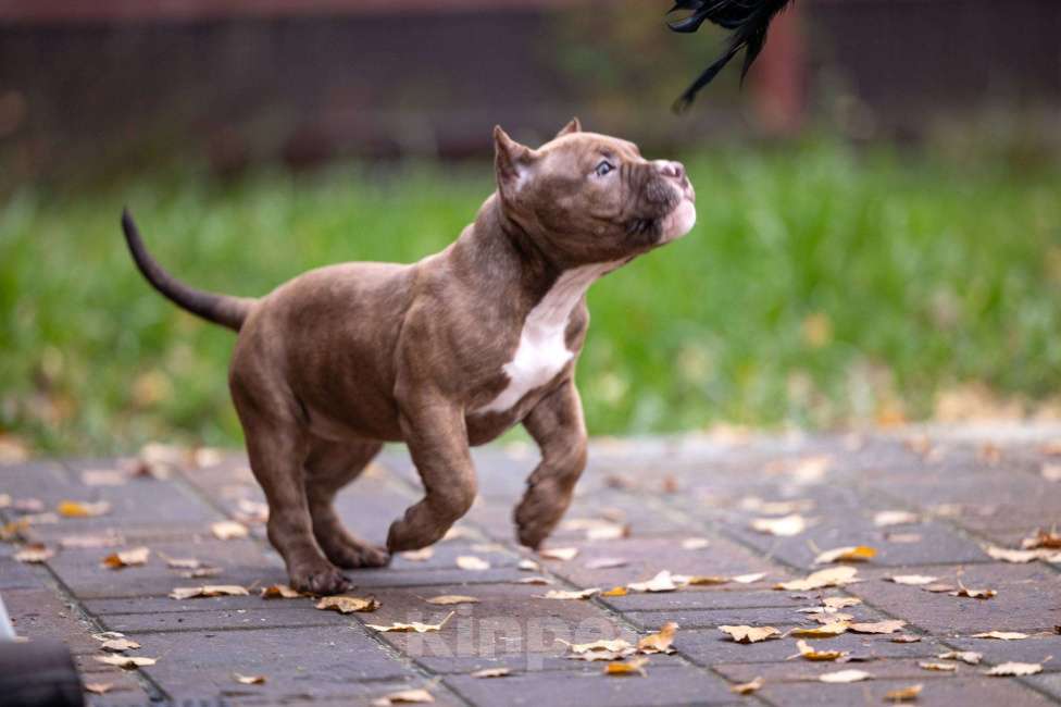 Собаки в других городах Московской области: Американский булли  Девочка, 80 000 руб. - фото 2