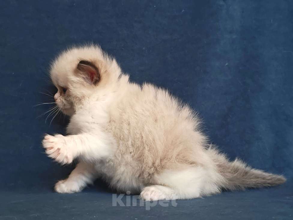 Кошки в Санкт-Петербурге: Девочка рэгдолл Девочка, 90 000 руб. - фото 2