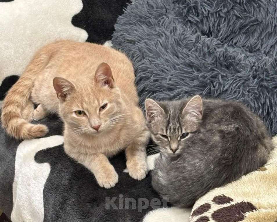 Кошки в Москве: Бося — рыжий котик. Котенок подросток в добрые руки. Мальчик, Бесплатно - фото 5