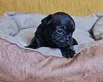 Собаки в Москве: Французский бульдог чёрный окрас мальчик Мальчик, 50 000 руб. - фото 1