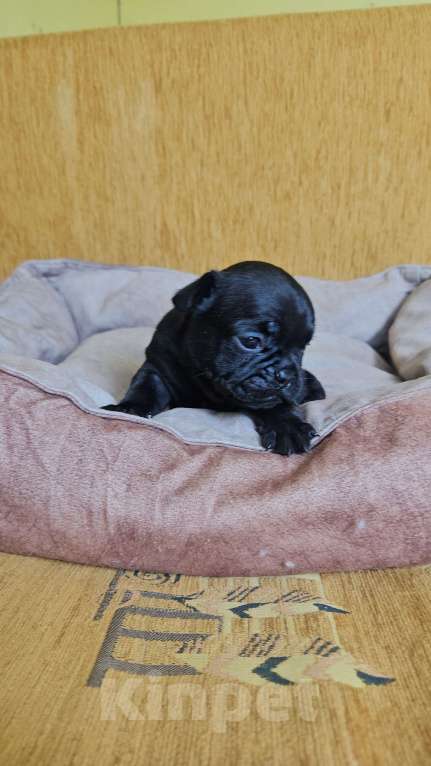 Собаки в Москве: Французский бульдог чёрный окрас мальчик Мальчик, 50 000 руб. - фото 1