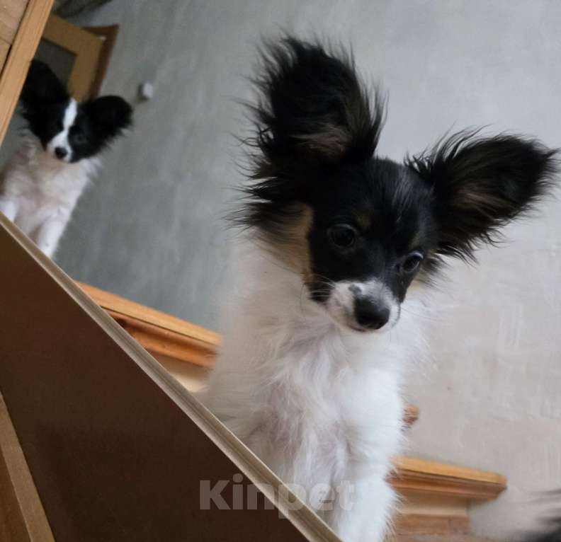 Собаки в других городах Московской области: Щенки Папийон девочки и мальчики Мальчик, 25 000 руб. - фото 4