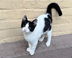 Кошки в Ростове-на-Дону: Котята в добрые руки, живут на улице Разнополые, Бесплатно - фото 4