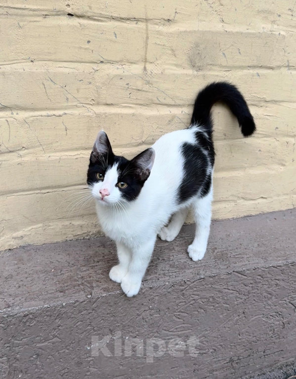 Кошки в Ростове-на-Дону: Котята в добрые руки, живут на улице Разнополые, Бесплатно - фото 4
