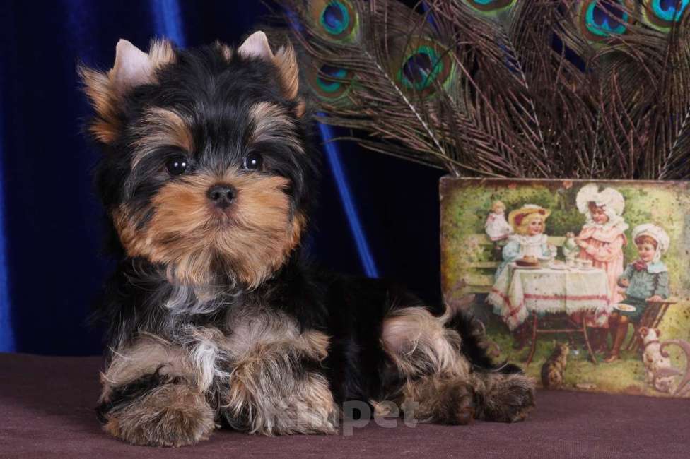 Собаки в Москве: Йоркширский ангелочек по кличке -Принц Лучик Сказочной Долины Мальчик, 60 000 руб. - фото 4