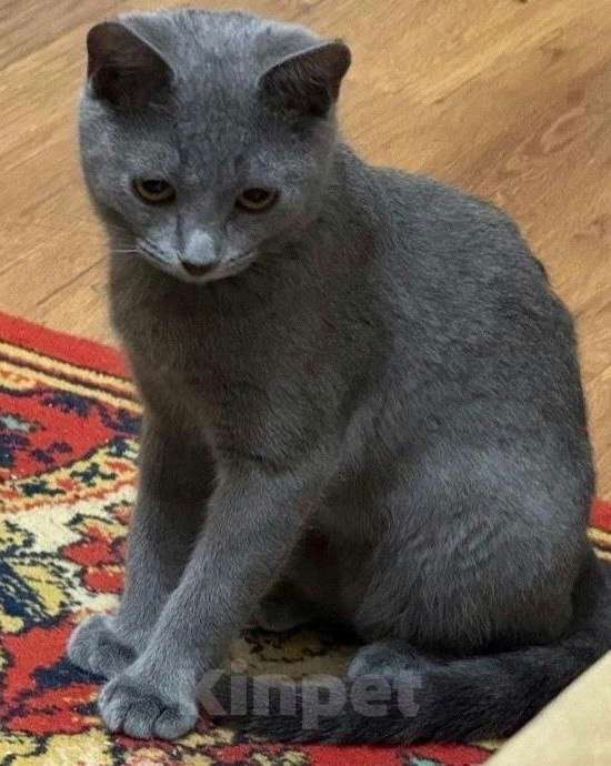 Кошки в Москве: Котенок в добрые руки Девочка, Бесплатно - фото 2