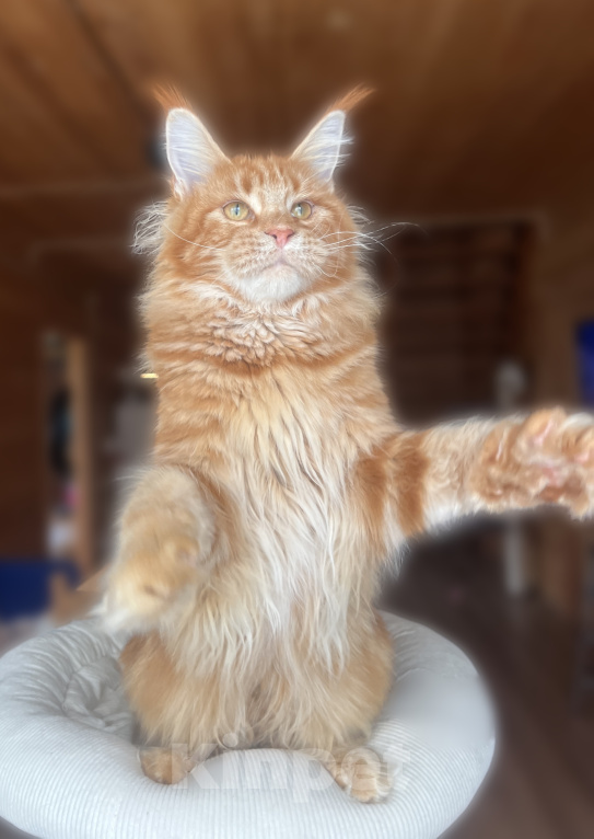 Кошки в Ярославле: Котенок Мейн Кун Девочка, 50 000 руб. - фото 6