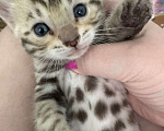 Кошки в Москве: Бенгальский котёнок Девочка, 24 900 руб. - фото 1