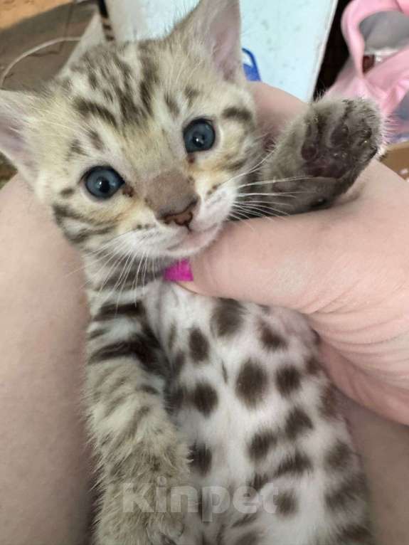 Кошки в Москве: Бенгальский котёнок Девочка, 24 900 руб. - фото 1