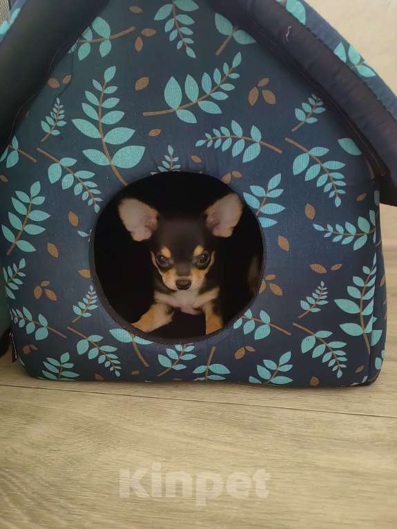 Собаки в Санкт-Петербурге: Щенок чихуахуа Мальчик, 35 000 руб. - фото 4